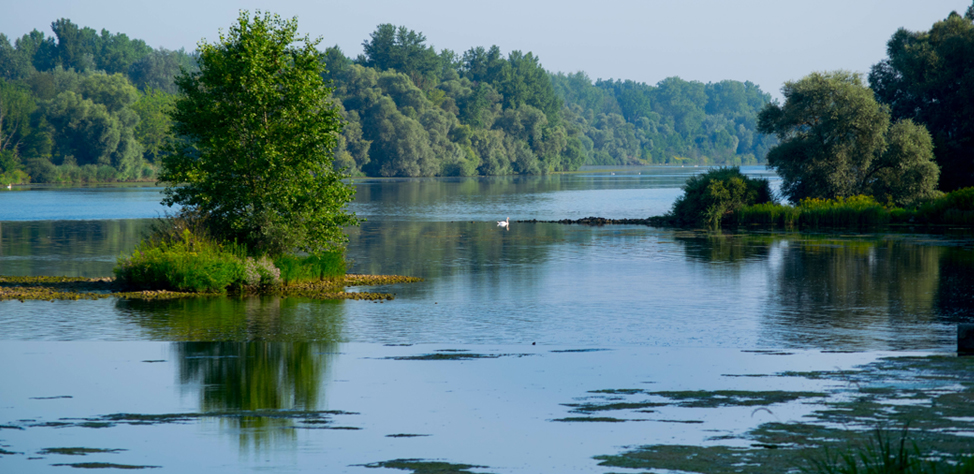 Optimierung wasserwirtschaftlicher und gewässerökologischer Belange in der Waldwirtschaft