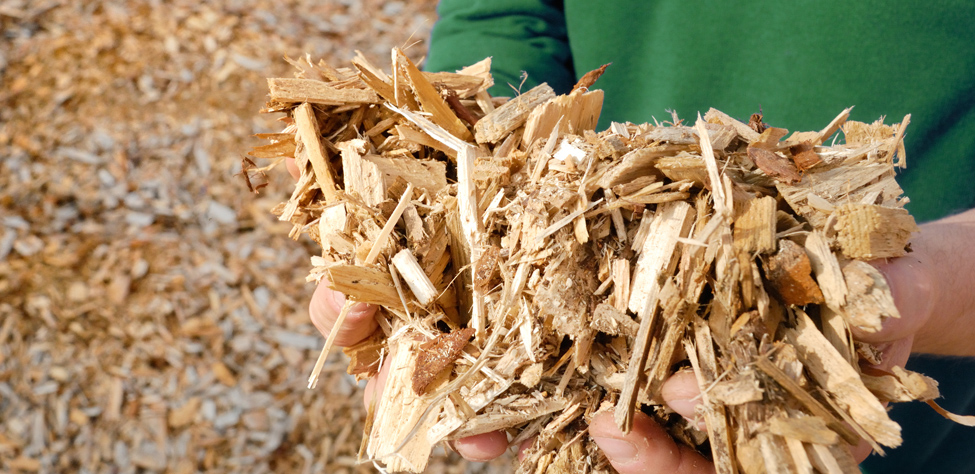 Innovations pour une utilisation durable de la biomasse dans la région du Rhin Supérieur